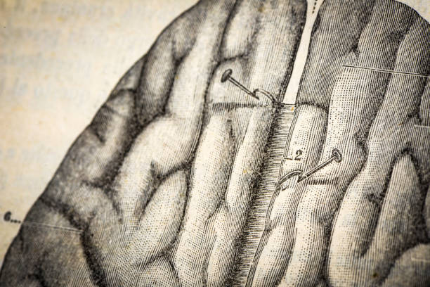 ilustrações de stock, clip art, desenhos animados e ícones de antique medical scientific illustration high-resolution: brain top view - directly above white background close up vertical