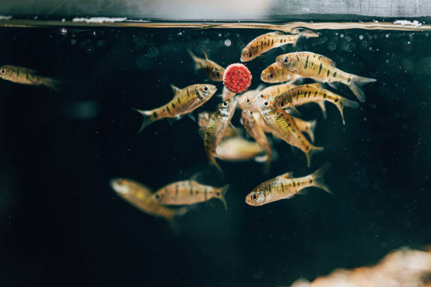 The small fish in the fish tank are eating feed