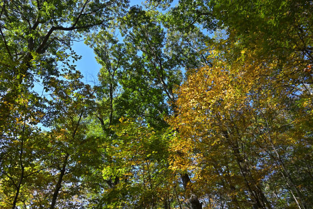 istock Sugar maple and red oak canopy in early fall 1720782174