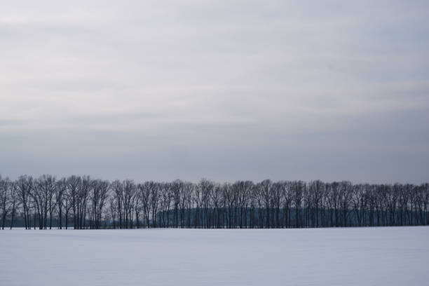 istock Winter landscape. Snowy field, trees on the horizon. Sunlight struggles through the dense winter clouds. 1720786628