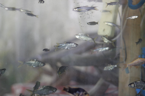 Local Indonesian river fish kept in an aquarium