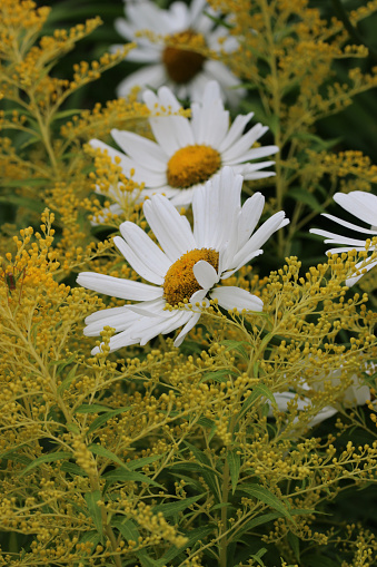 White Shasta daisy, Leucanthemum superbum, of unknown variety, flowers in close up surrounded by yellow goldenrod, Solidago, flowers with a blurred background of leaves.