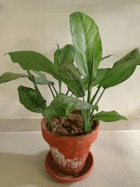 istock Plant in a pot with white background 1720819427