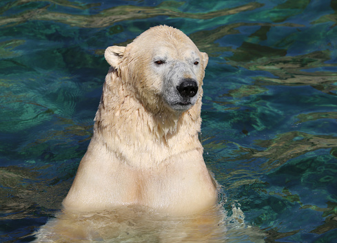 Polar Bear Enjoying swim in Cold Water at Local Zoo in Hanover, Germany