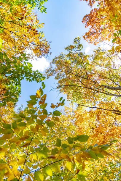 istock rock city park, olean , NY, fall season forest, gigantic rock formations 1720819977