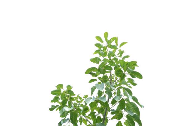 istock A Tropical tree with leaves branches and sunlight, on white isolated background for green foliage backdrop 1720825187