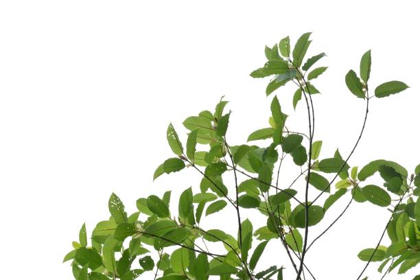 istock In selective focus Kratom leaves with branches on white isolated background for green foliage backdrop 1720825851