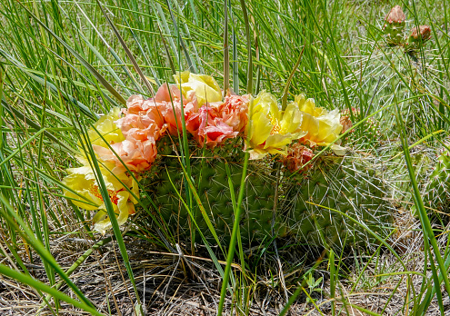 yellow and pink flowers on a prickly pear cactus