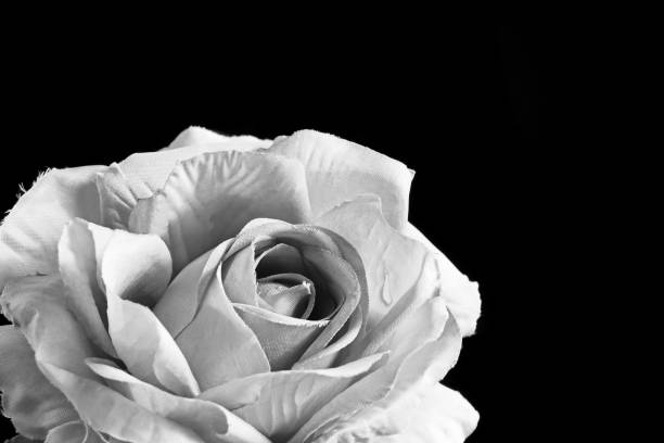 istock black and white artificial rose on a black background 1720841795