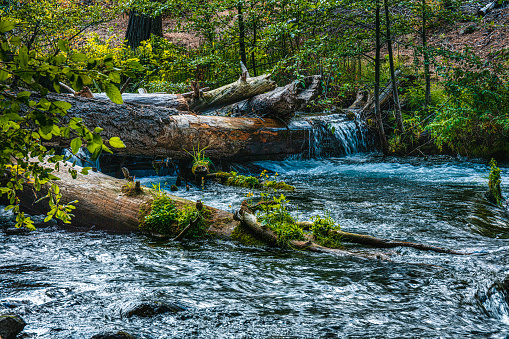 fallen trees on hat creek create a beautiful waterfall