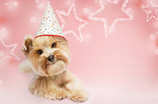 Small dog (Yorkshire terrier) with cute expression wearing a party hat on pink background. Happy holidays, birthday, new year, anniversary concept. Copy space.