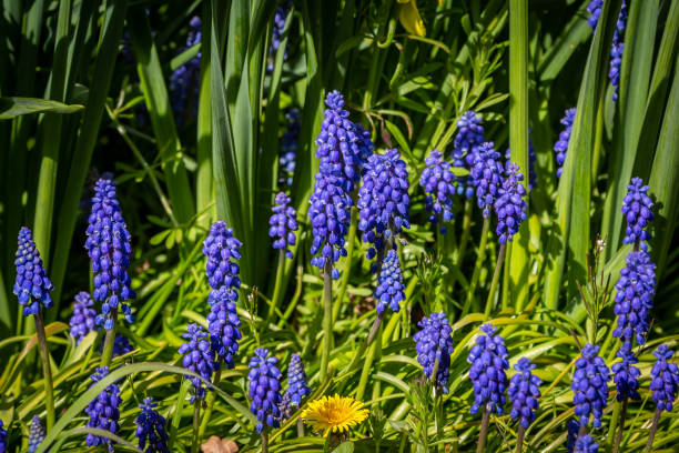 istock Grape hyacinth flowers in bloom in the April sunshine 1720858721