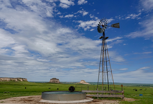 Windmill water pump and cow. Pawnee National Grassland, Colorado.
