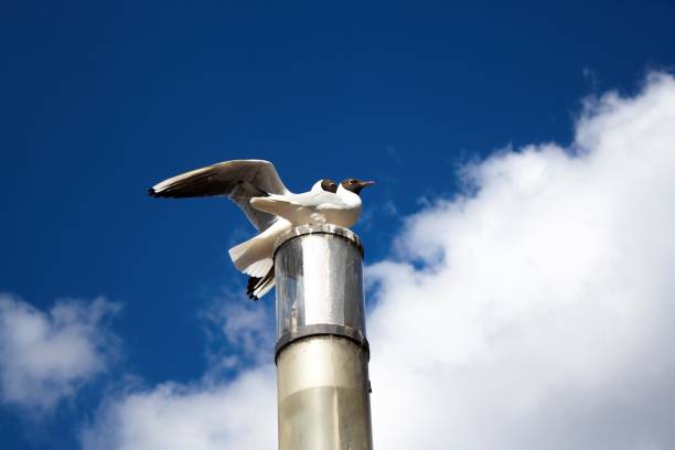 istock Birds on the lamp 1720868851