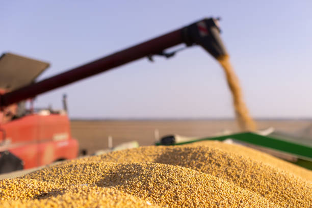 istock Combine transferring soybeans after harvest 1720896072