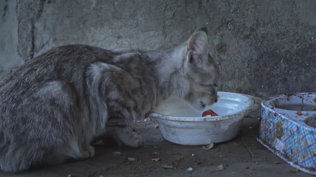 Homeless and Hungry Cats Eat Leftovers from the Floor