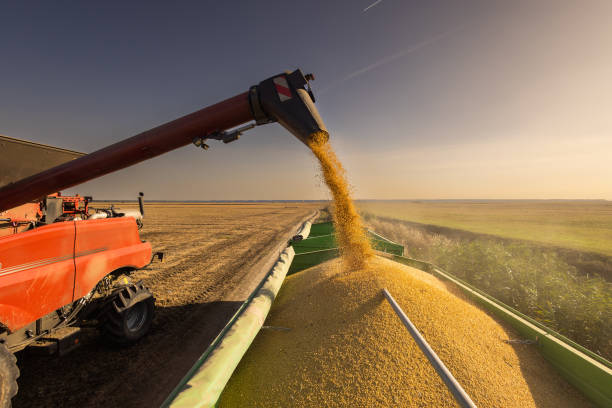 istock Combine transferring soybeans after harvest 1720898901