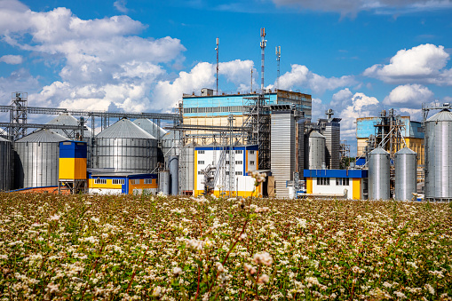 Agricultural Silos on the background of flowering buckwheat. Storage and drying of grains, wheat, corn, soy, sunflower against the blue sky with white clouds.