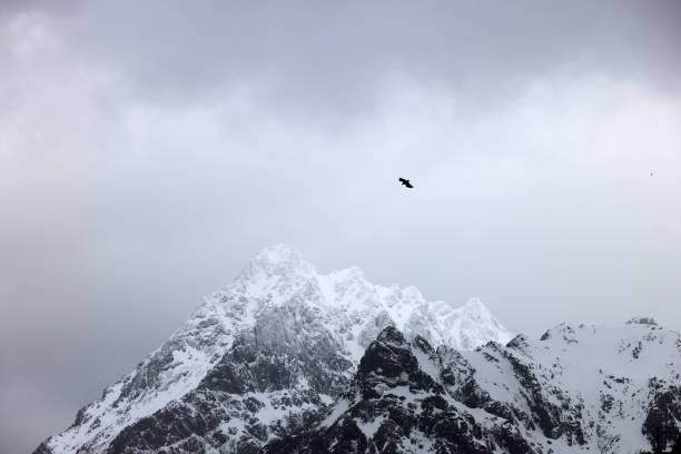 istock Winter stormy light in Lofoten Archipelago 1720914289