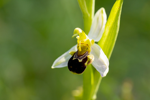 Bee Orchid (Ophrys apifera) in natural habitat