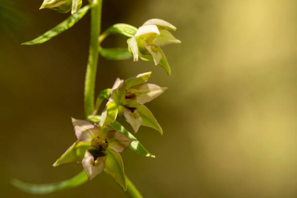 Broad-Leaved Helleborine (Epipactis helleborine) in to wild