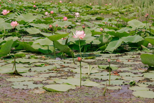 istock A pond with a blooming lotus flower. 1720931953