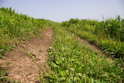A dirt path lined with plants through a prairie leading towards the mountains.