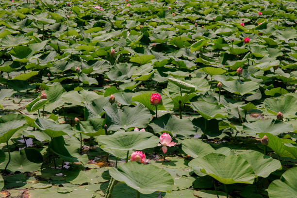 istock A pond with a blooming lotus flower. 1720932009