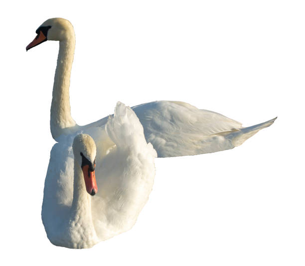 istock A couple of white swans runs up separately on white background 1720942499