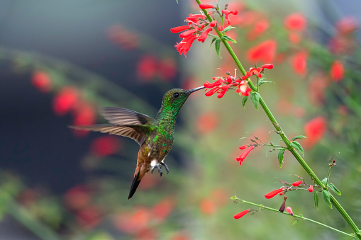 Copper-rumped hummingbird, Amazilia tobaci, in flight with brightly lit red flowers