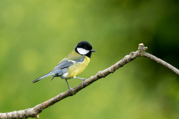 istock Great Tit in autumn forest 1720953986