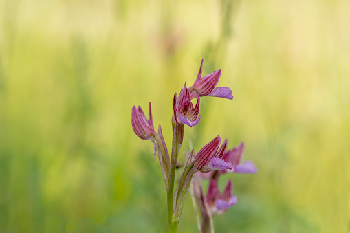 Pink Butterfly Orchid (Orchis papilionacea) in natural habitat