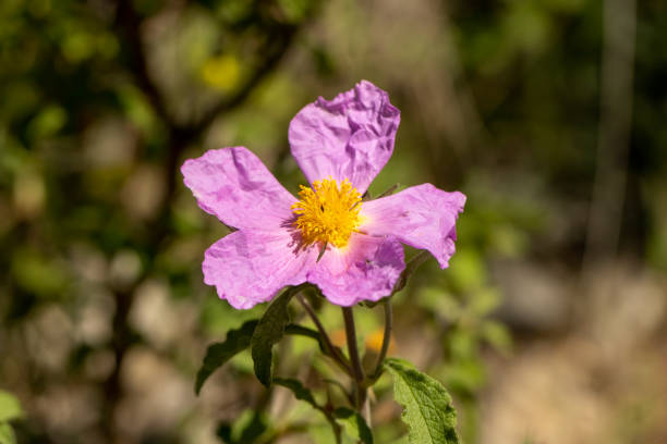 istock Pink rock-rose (Cistus creticus) in to the wild 1720967564