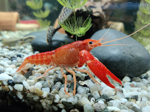 freshwater aquarium, crayfish in the aquarium, large aquarium with fish and plants, driftwood, aquarium