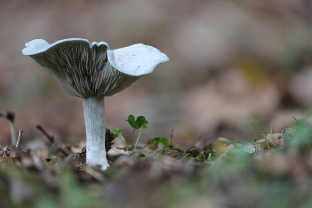 A beautiful green anise funnel mushroom among the autumn leaves. A beautiful green anise funnel mushroom among the autumn leaves. fungus gill stock pictures, royalty-free photos & images