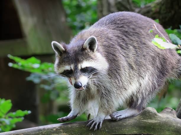 istock The Raccoon looks at the camera Grimmy 1720981064