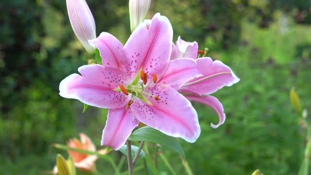 Pink Daylily or Hemerocallis flower sways in wind in garden, close-up