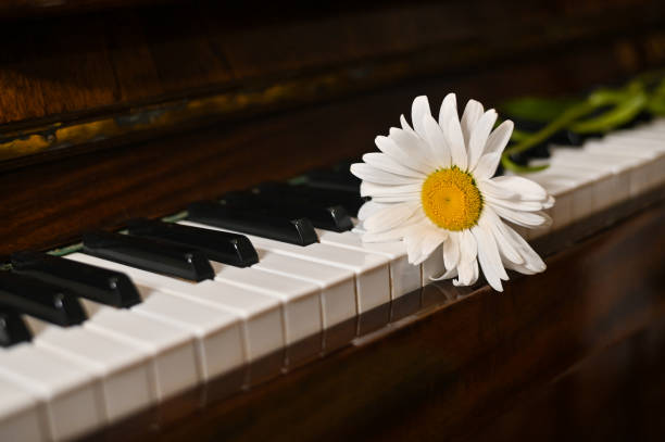 istock chamomile on the piano keys 1720994136