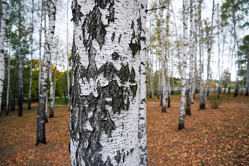 Birch trunk close-up in the autumn park. Walk in autumn birch park