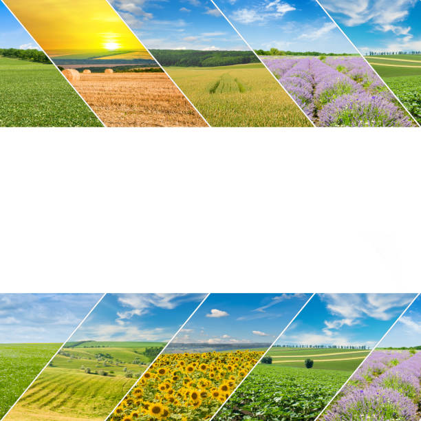 istock Panoramic view of green field and blue sky . Free space for text. Collage. 1720998718