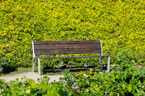 istock A park bench on a narrow path in the park 1720999816