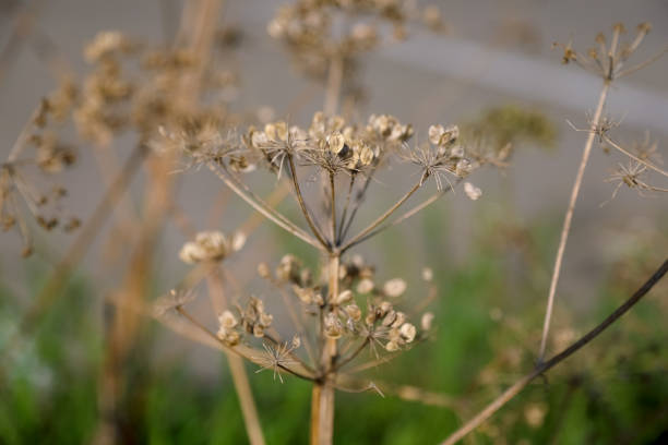 chinese medicine plant Geranium carolinianum L. in outdoor in Spring