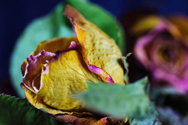 Roses dry up after blooming, creating a still life.