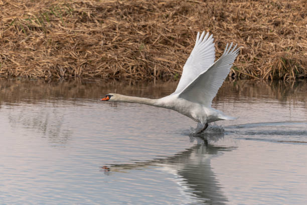 istock Mute Swan (Cygnus olor) taking off in flight over water. 1721019212