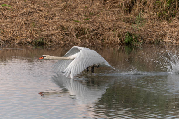 istock Mute Swan (Cygnus olor) taking off in flight over water. 1721019215