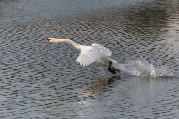 istock Mute Swan (Cygnus olor) taking off in flight over water. 1721019304