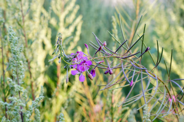 Erba di fuoco. Ramo con fiori sullo sfondo chiaro. - foto stock