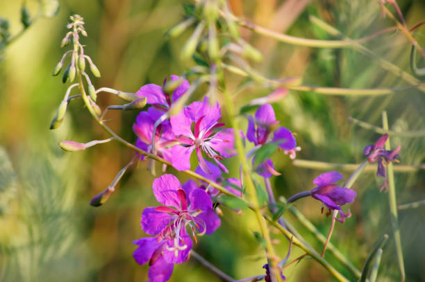 Erva-de-fogo. Flores coloridas close-up. - foto de acervo