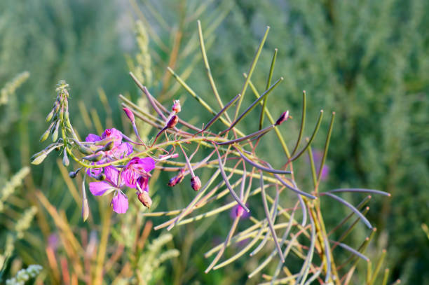 Erva-de-fogo. Ramo com flores. - foto de acervo