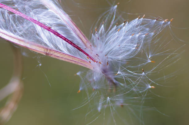 Erva-de-fogo. Sementes em close-up. - foto de acervo